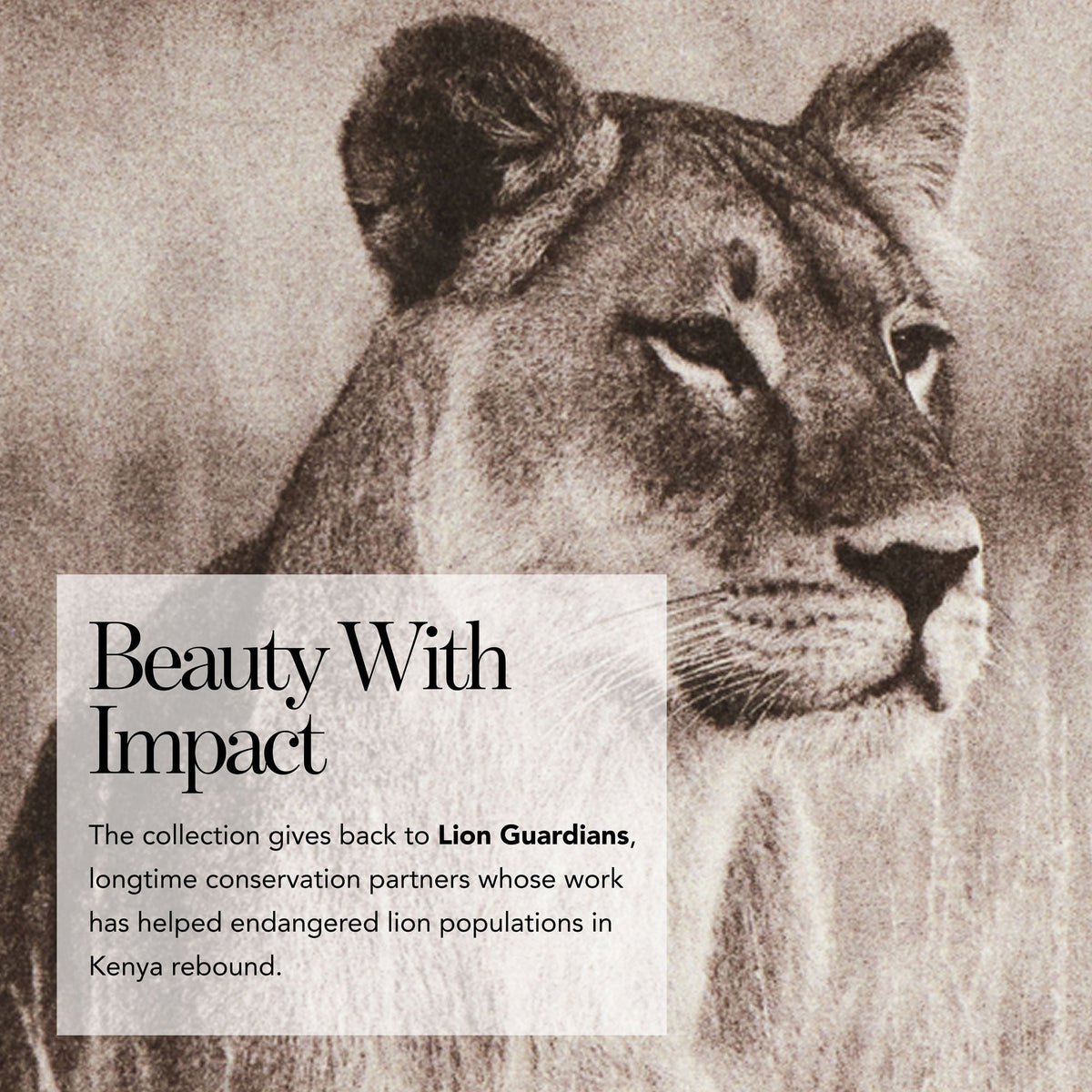 Cheek Shade Lion Pride