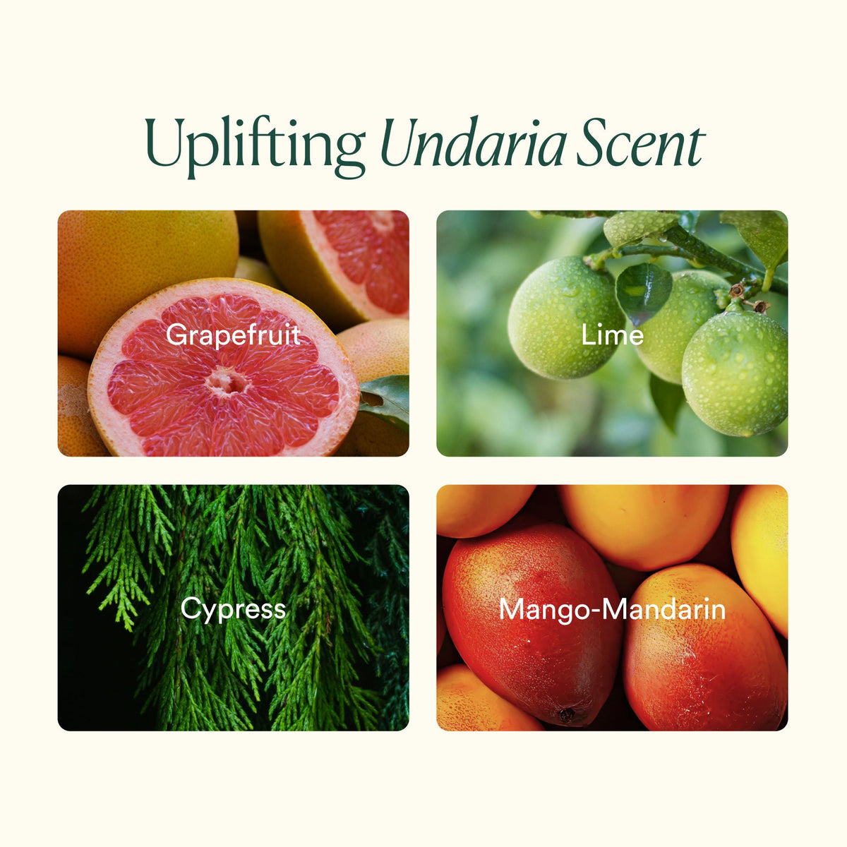 Undaria Body Bestsellers (Limited Edition)