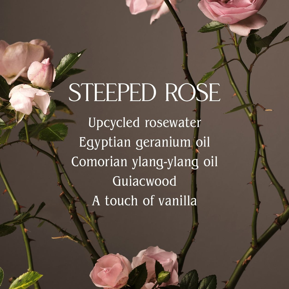 Steeped Rose Hand Cream