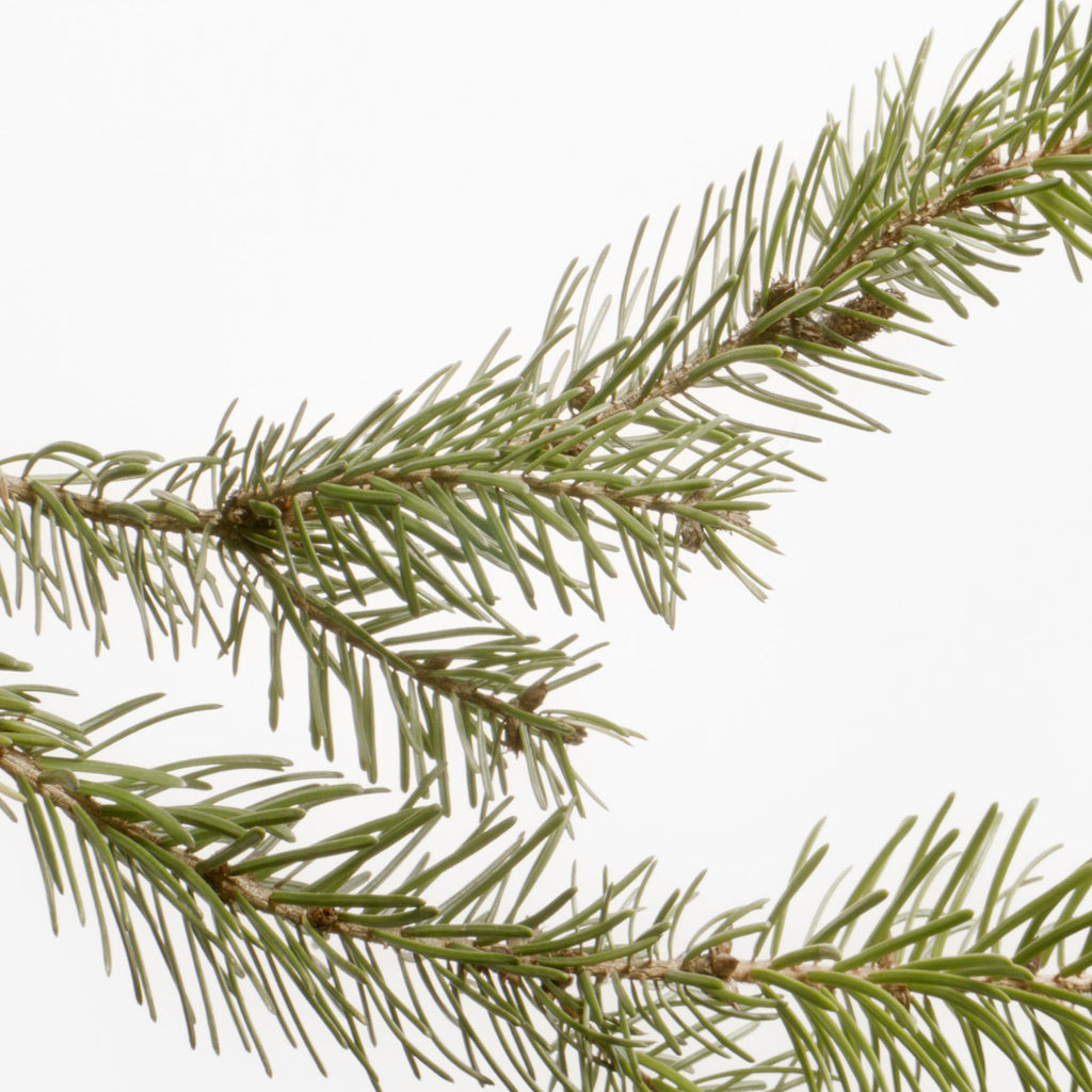 Mountain Pine Bath
