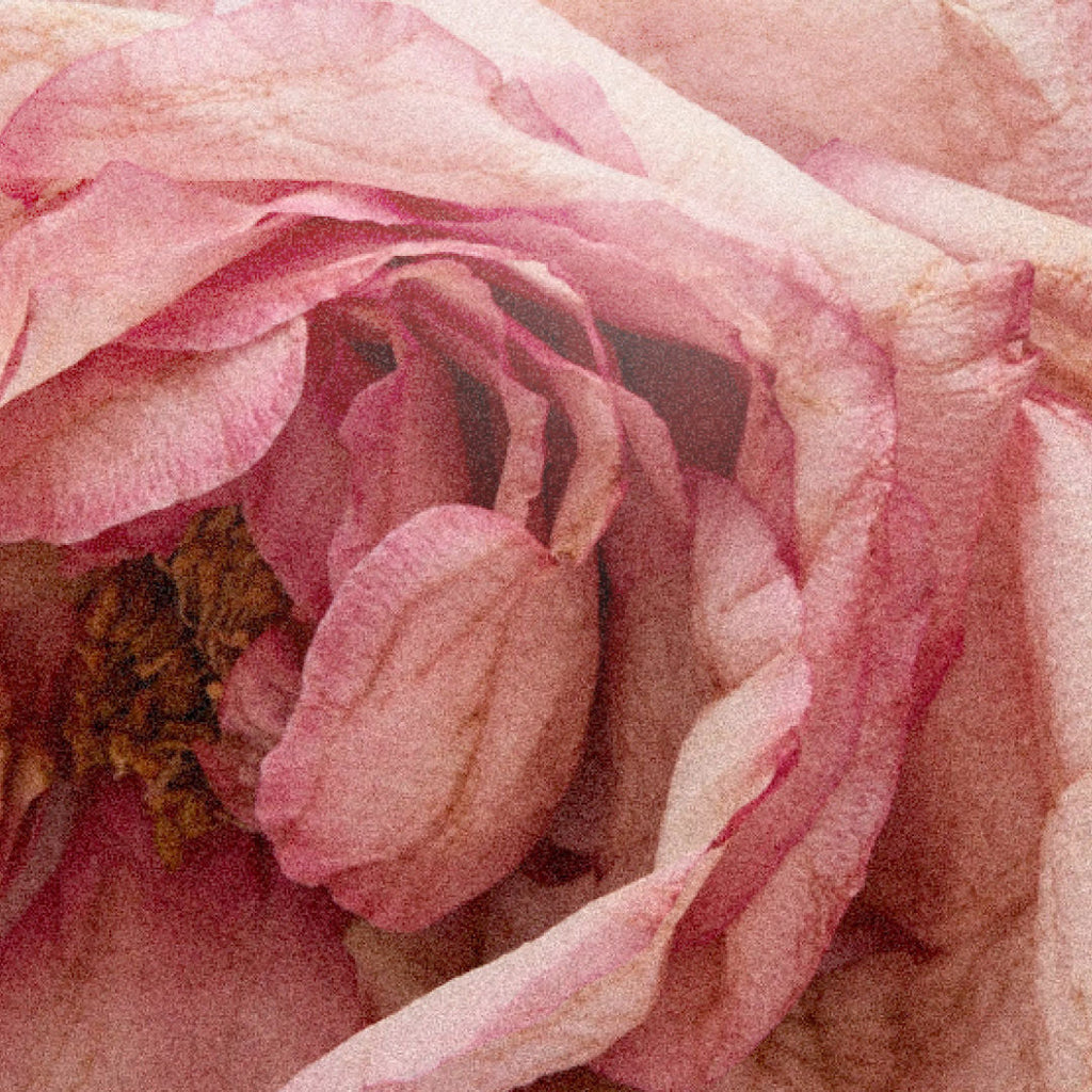 Rose Atlantic Eau de Parfum