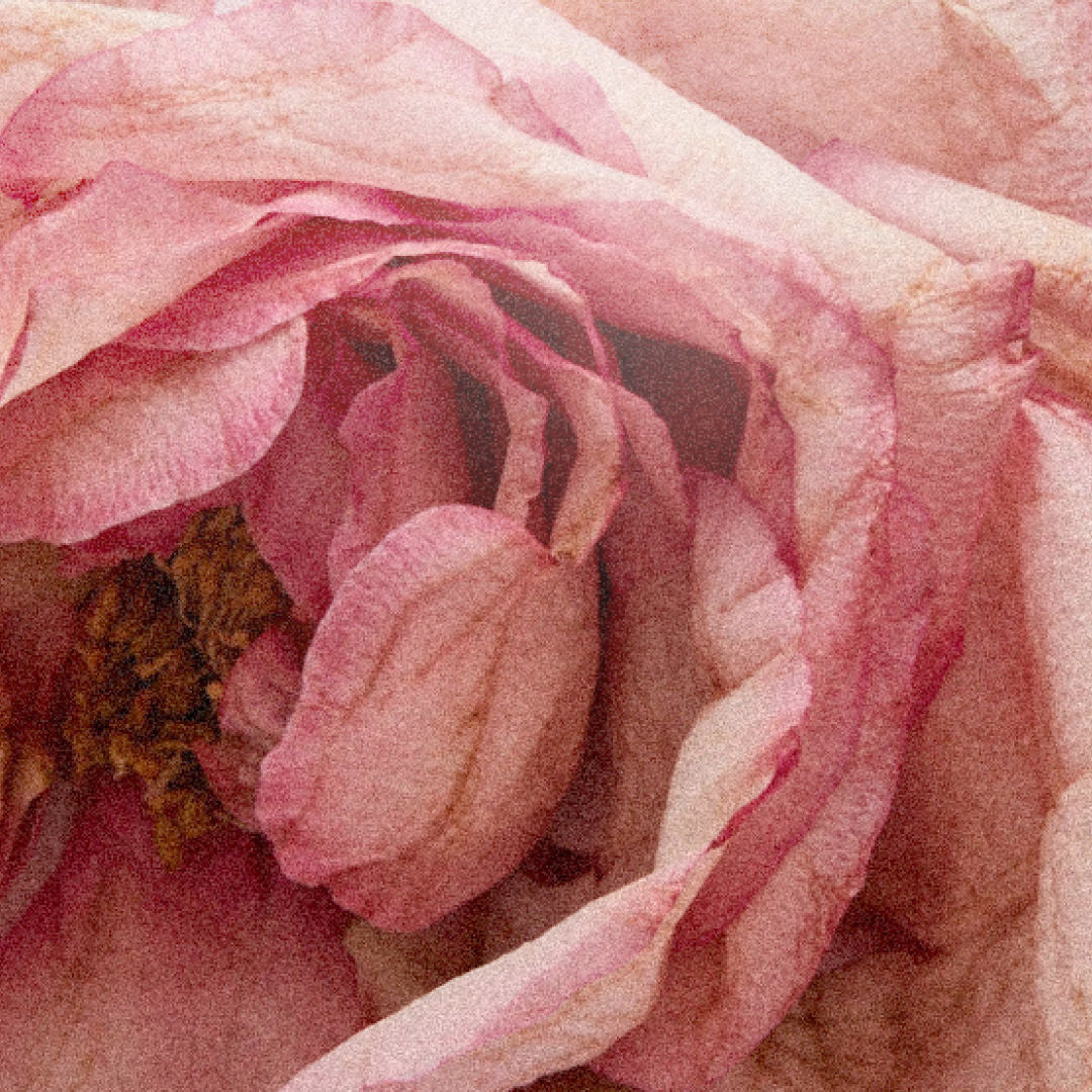 Rose Atlantic Eau de Parfum