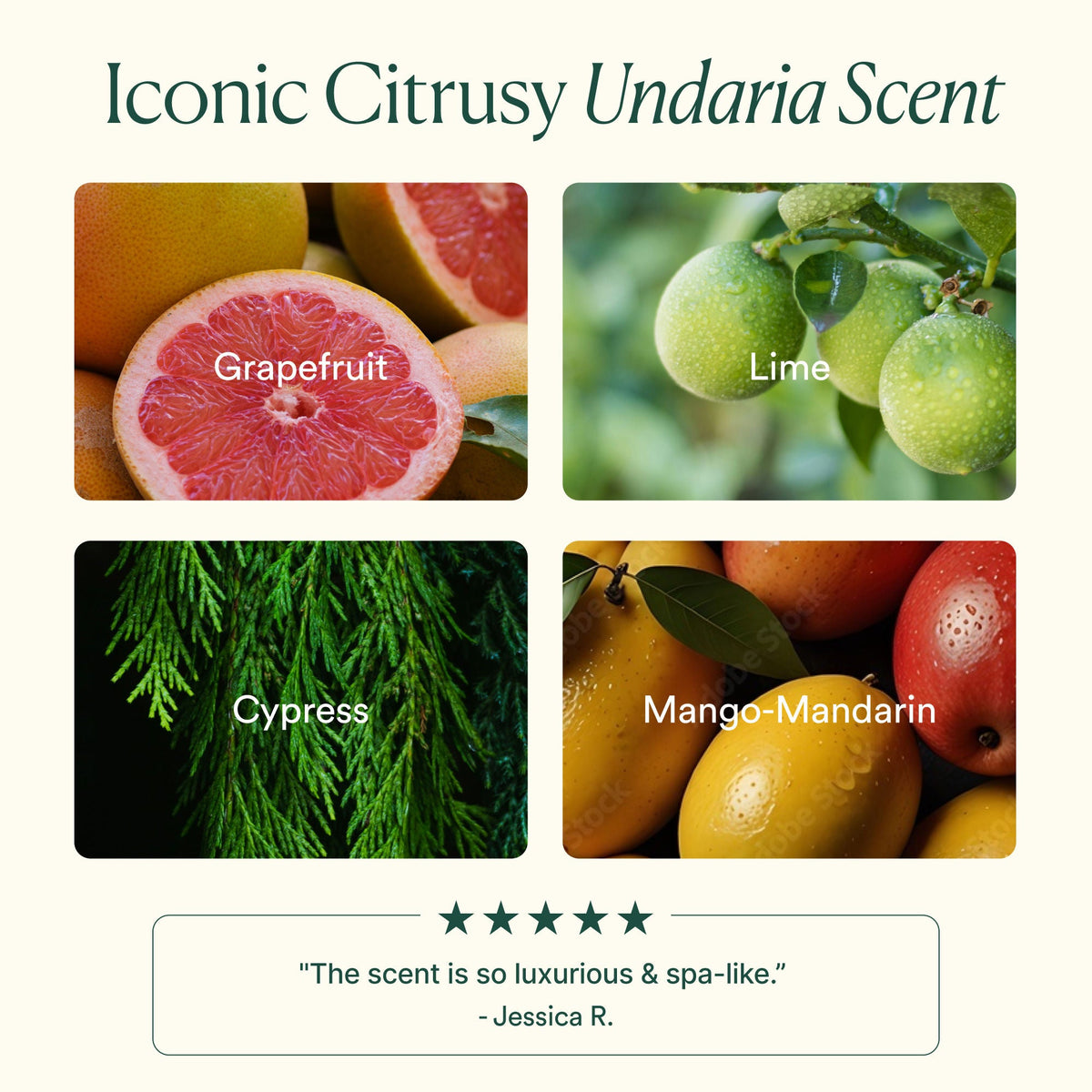 Undaria Algae Body Butter