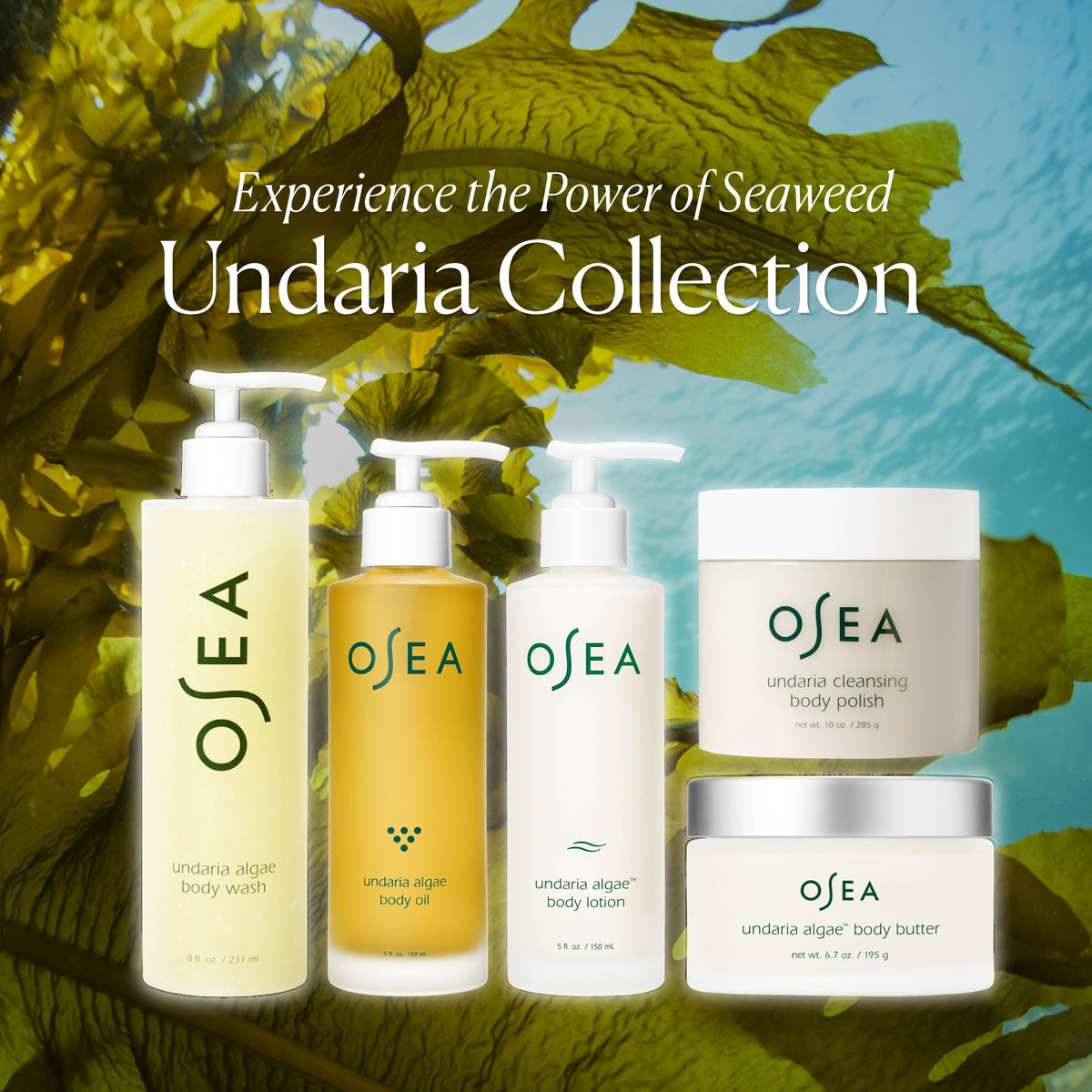 Undaria Algae Body Butter